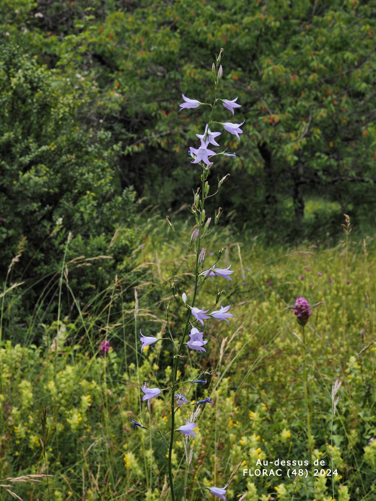 Bellflower, Rampion